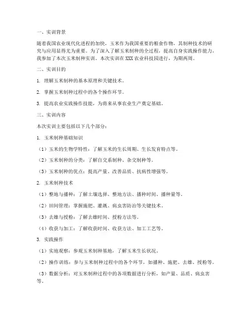 玉米制种的实训报告单