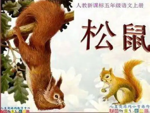 10.松鼠PPT