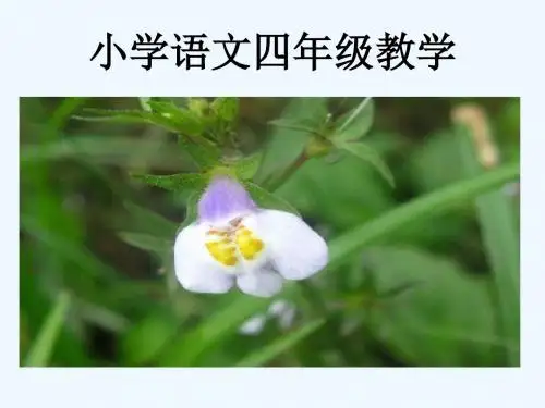 语文人教版四年级下册17、触摸春天