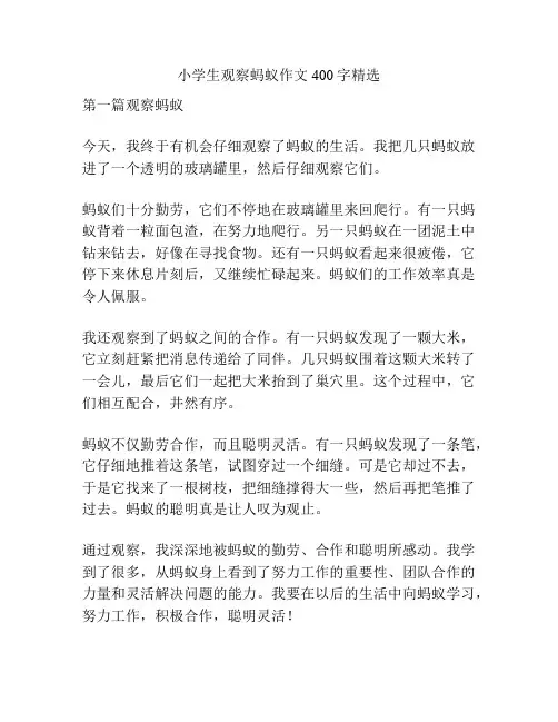 小学生观察蚂蚁作文400字精选