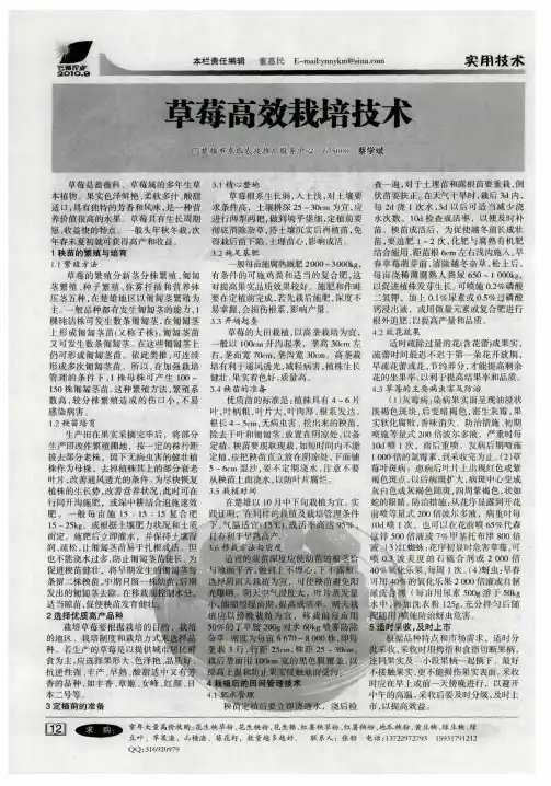 草莓高效栽培技术