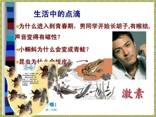 内分泌系统对信息的传递和调节