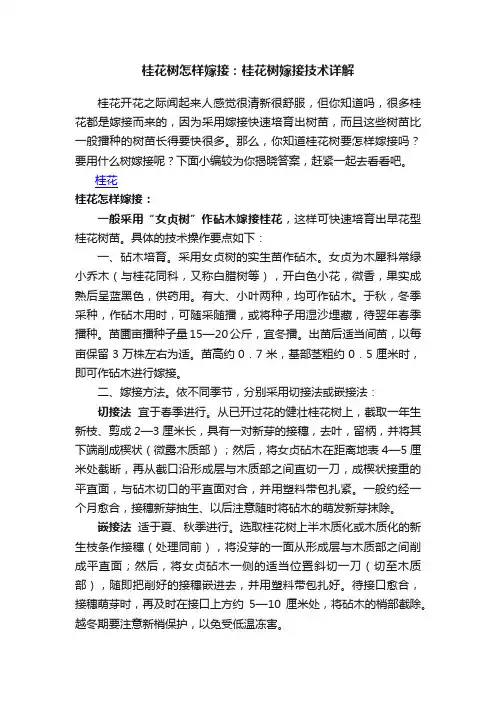 桂花树怎样嫁接：桂花树嫁接技术详解