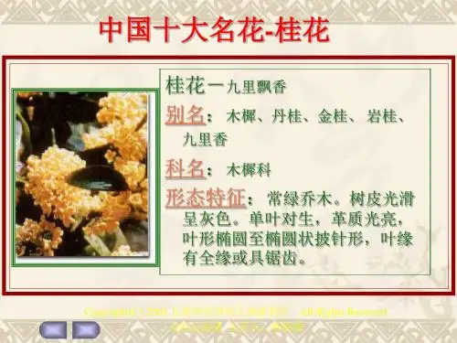 中国十大名花