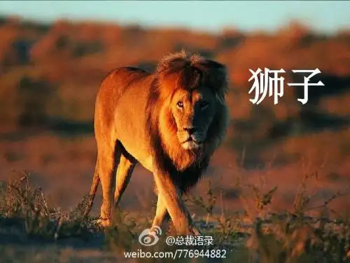 小狮子课件