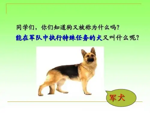 (用)10《军犬黑子》PPT课件