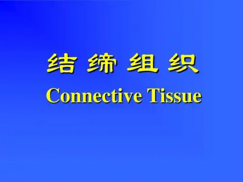 组织胚胎学课件组织胚胎学课件03-第 三 章固有结缔组织
