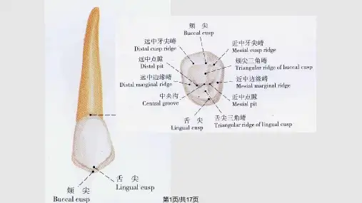 下颌前磨牙解剖形态PPT课件