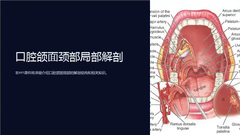 口腔颌面颈部局部解剖课件