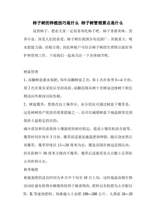 柿子树的种植技巧是什么 柿子树管理要点是什么