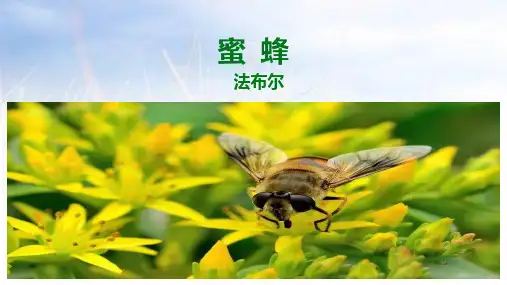 统编版三年级下册语文14《蜜蜂》课件
