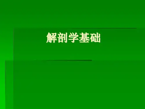 解剖学基础绪论 PPT课件