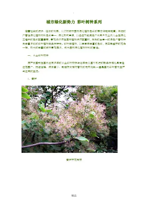 彩叶植物汇总