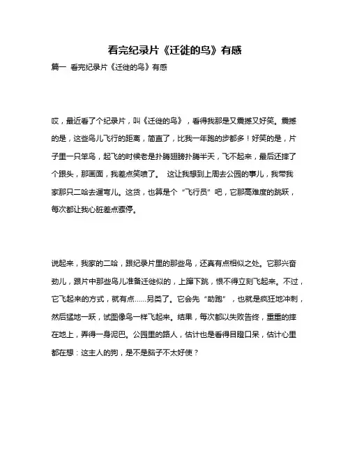 作文《看完纪录片《迁徙的鸟》有感》