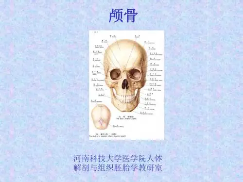 03颅骨及连接