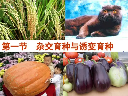 人教版高中生物必修二第6章第1节《杂交育种与诱变育种》课件(共17张PPT)[优秀课件资料]