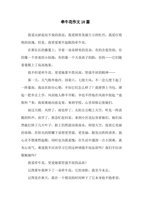 中小学牵牛花作文10篇