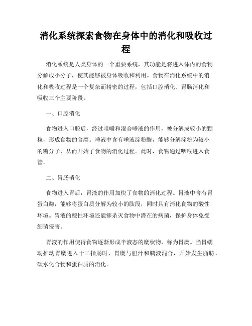 消化系统探索食物在身体中的消化和吸收过程