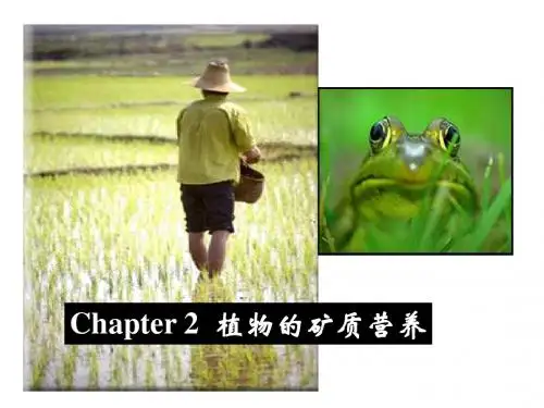 植物生理学课件矿质营养