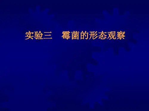 微生物实验@实验6  霉菌的形态观察