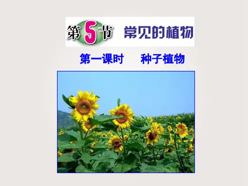 浙教版《常见的植物》_公开课PPT1
