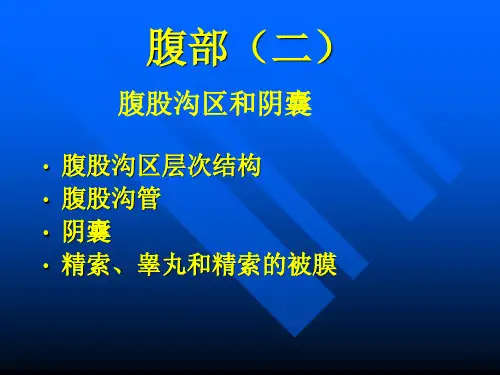 医学-局部解剖学-腹股沟区和阴囊(一教班中文版)