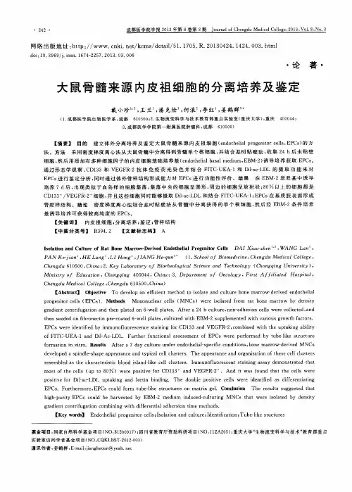 大鼠骨髓来源内皮祖细胞的分离培养及鉴定