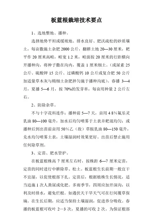 板蓝根栽培技术要点