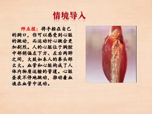 3.3.2物质运输的器官(第二课时)课件-济南版生物七年级下册