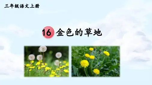 金色的草地 ppt课件