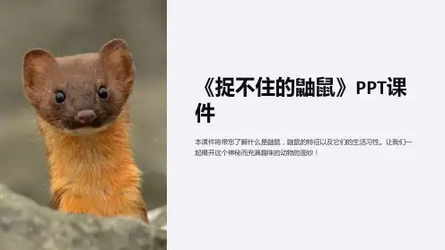 《捉不住的鼬鼠》课件