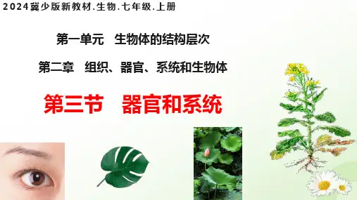 1.2.3 器官和系统 (课件)七年级生物上册(冀少版2024)