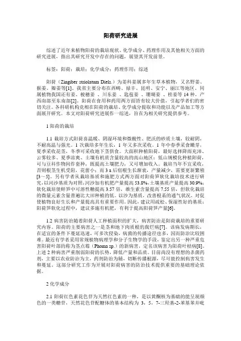 阳荷研究进展