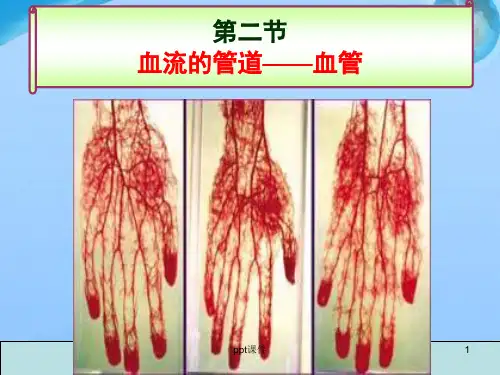血流的管道——血管  ppt课件