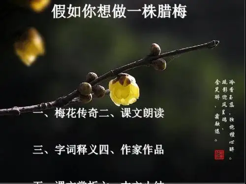 假如你想做一株腊梅ppt6