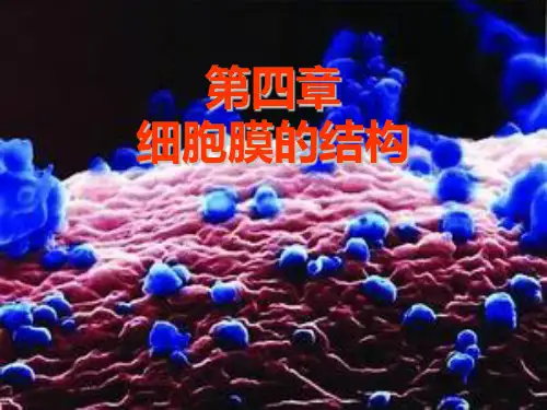 第四章-细胞膜的结构