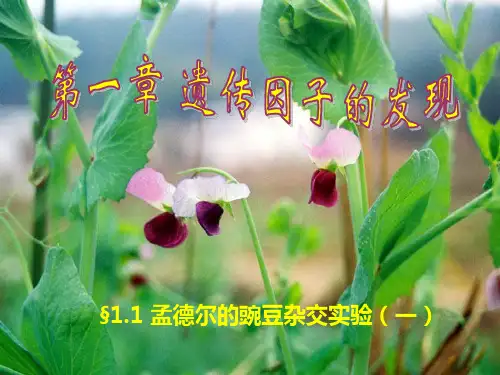 高中生物必修二全套PPT课件