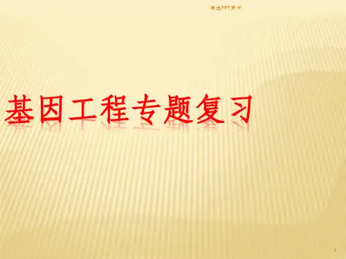 复习基因工程ppt课件