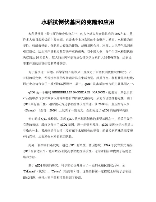 水稻抗倒伏基因的克隆和应用
