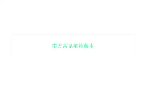 南方常见植物藤本