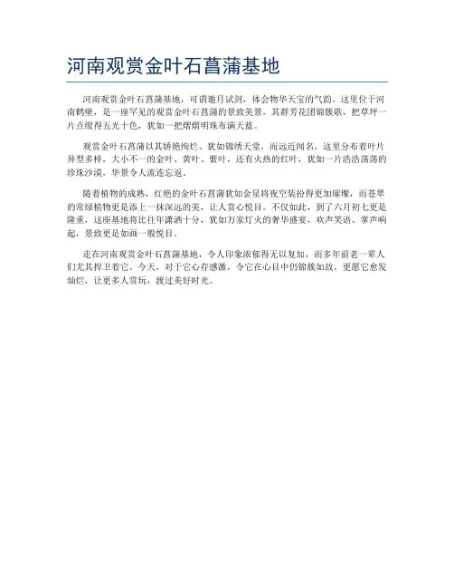 河南观赏金叶石菖蒲基地