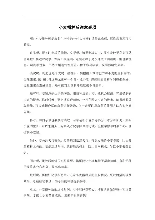 小麦播种后注意事项