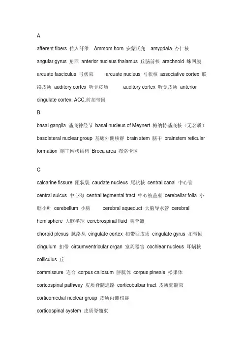 大脑、神经生物学词汇表