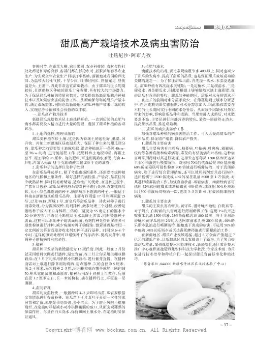 甜瓜高产栽培技术及病虫害防治