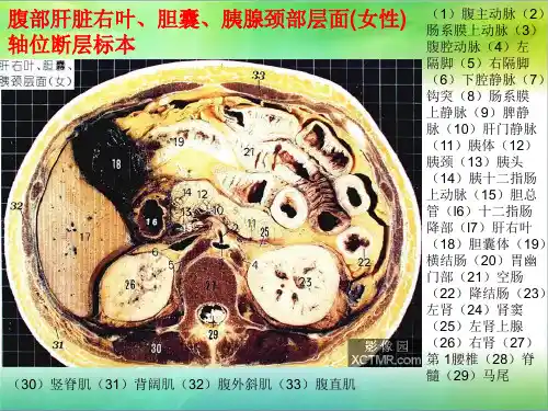 腹部断层解剖和断层CT(下)