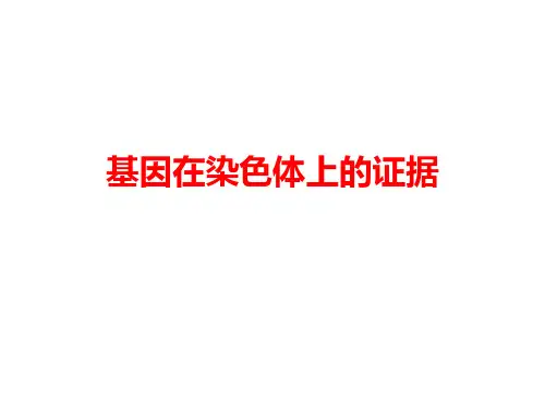 人教版高中生物必修基因与染色体的关系基因在染色体上基因在染色体上的证据课件