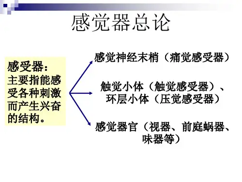 解剖之感觉器-PPT课件