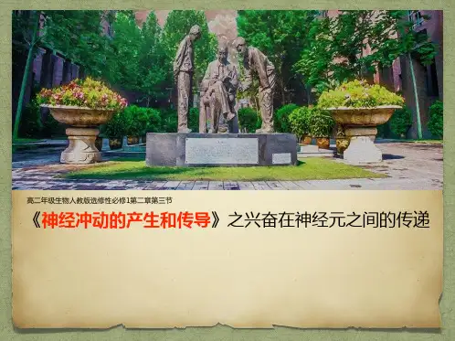 兴奋在神经元间的传递课件-高二上学期生物人教版(2019)选择性必修1