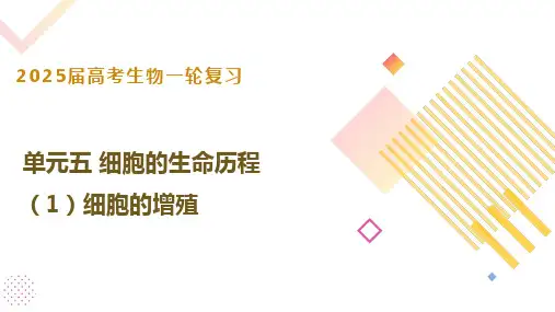 高三生物一轮复习课件第五单元细胞的生命历程：第一讲细胞的增殖