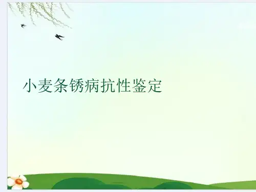小麦条锈病抗性鉴定